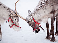 reindeer-in-snow-th-01