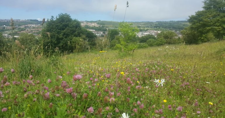 Image for the news article titled White Cliff Countryside Partnership – out and about events and volunteering opportunities in Dover