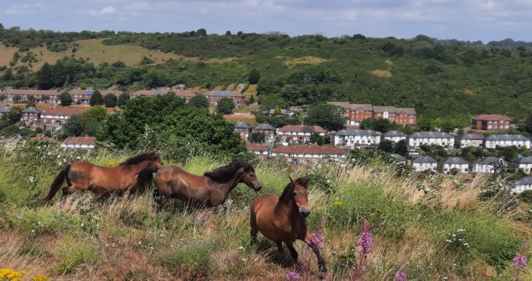 Image for the news article titled Dover Town Council Welcomes back Exmoor Ponies to High Meadow