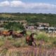 Change slider to news item: Dover Town Council Welcomes back Exmoor Ponies to High Meadow