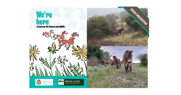 Image for the news article titled Exmoor Ponies Return to High Meadow Nature Reserve