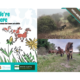 Change slider to news item: Exmoor Ponies Return to High Meadow Nature Reserve