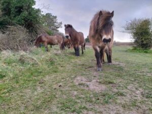 Exmoor Ponies Return to High Meadow Nature Reserve