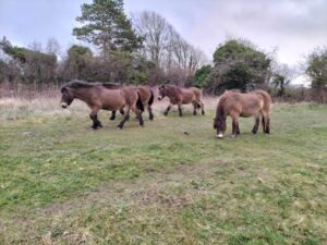 Exmoor Ponies Return to High Meadow Nature Reserve